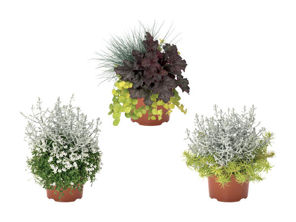 Sammen­plantning