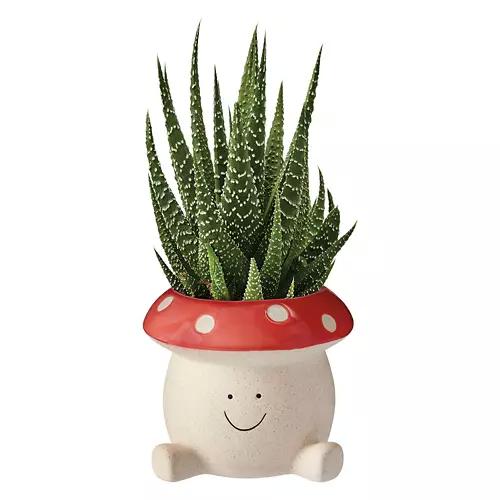 Mushroom Shaped Ceramic Planter