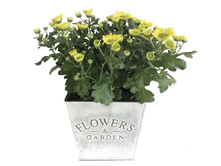 Chrysanthemum Planter