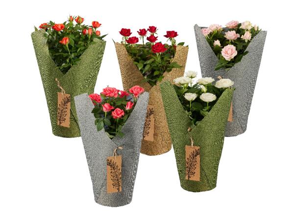 Roses