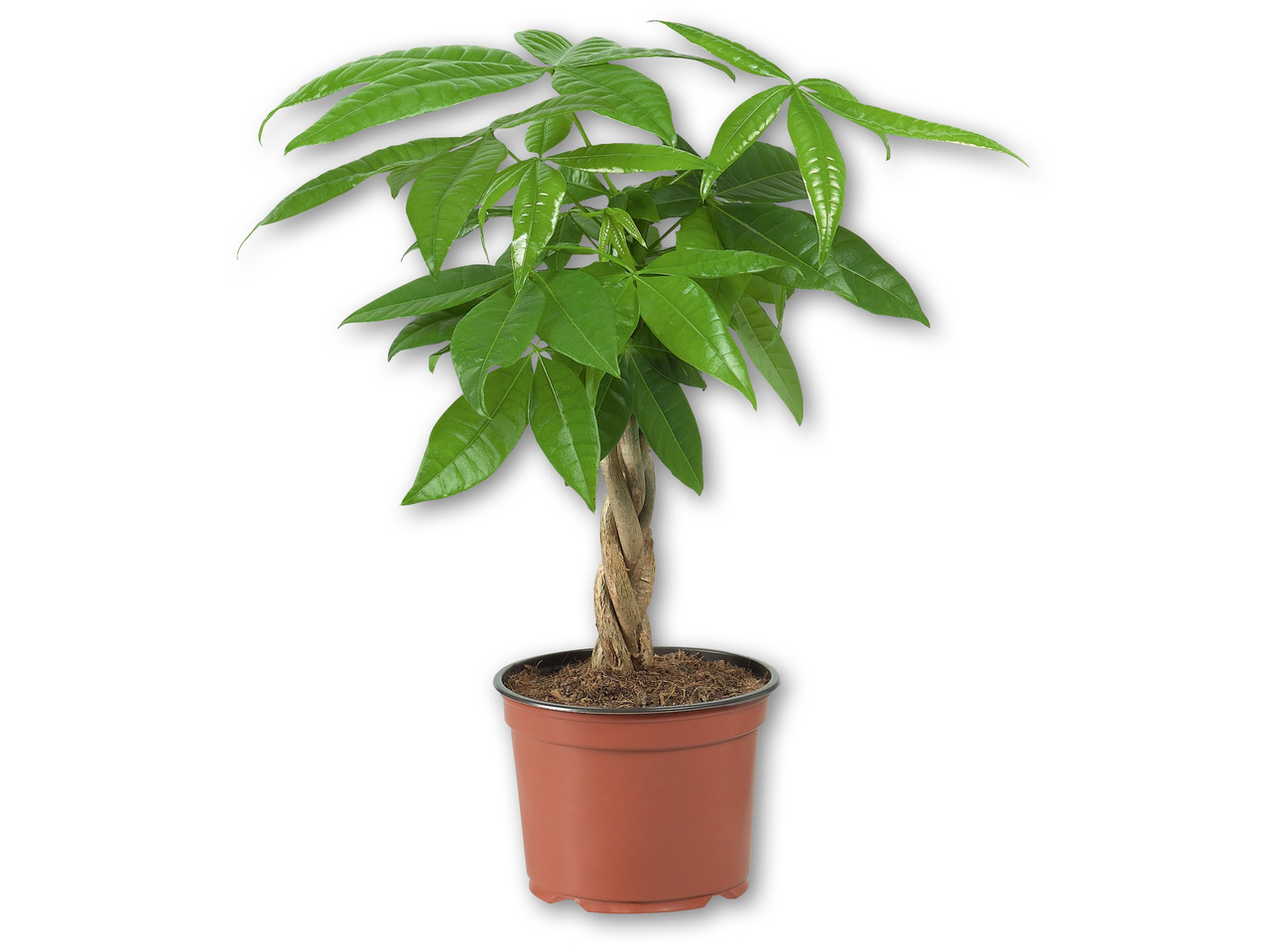 Ficus Ginseng eller Pachira