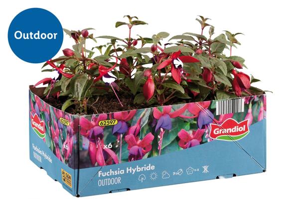 Fuchsia