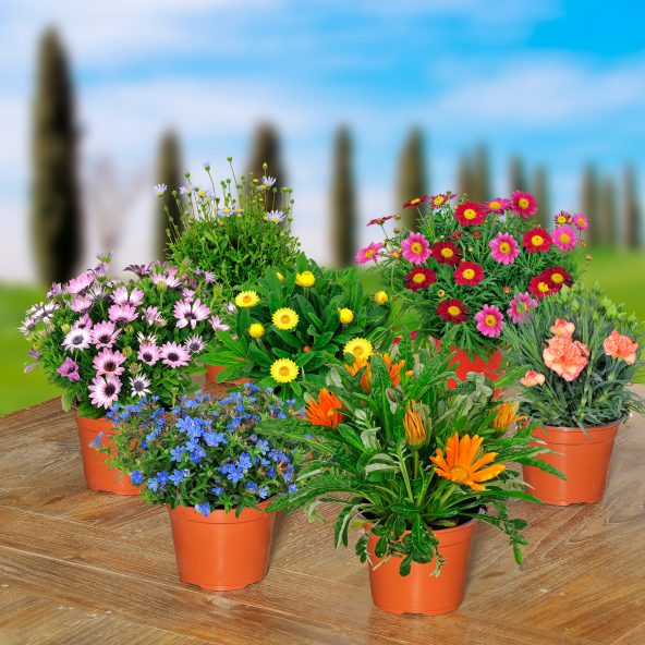 Italiensk blomstermix