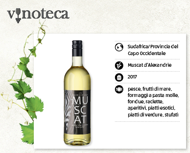 Muscat d'Alexandrie MUSCAT