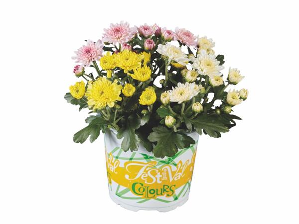 Multi-flowered chrysanthemum