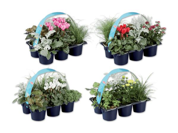 Herbstpflanzen 6er Tray