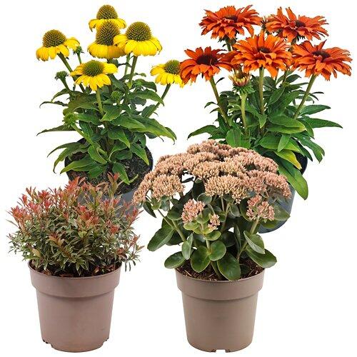 GARDENLINE Mix di piante autunnali T17