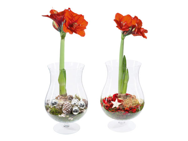 Amaryllis i glasvas på fot