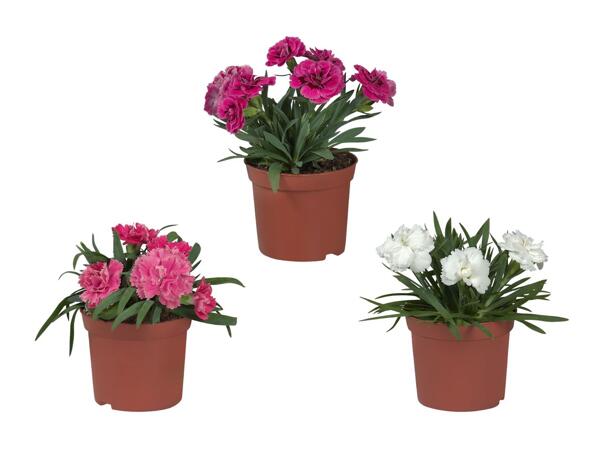 Œillets (dianthus)