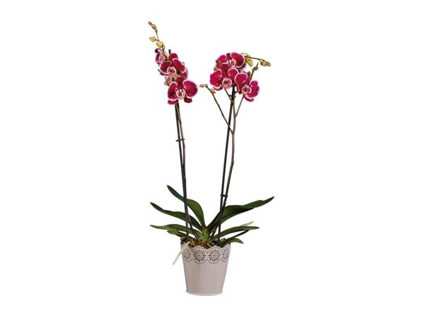 Twin Stem Orchid