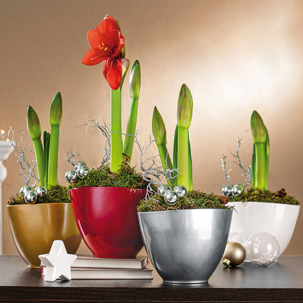 Amaryllis Arrangement