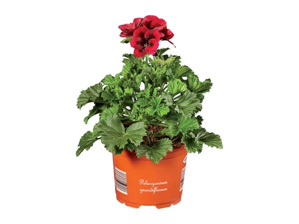 Geranium Grandiflorum