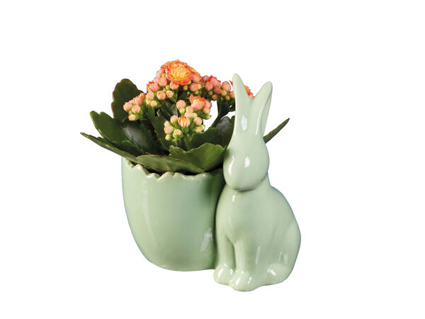Kalanchoe in Easter Ceramic