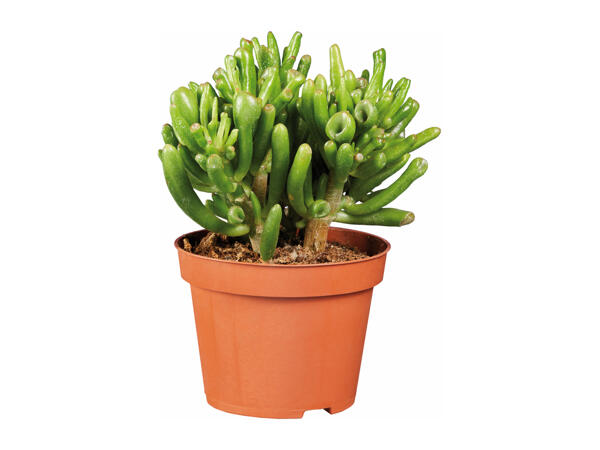 Succulents