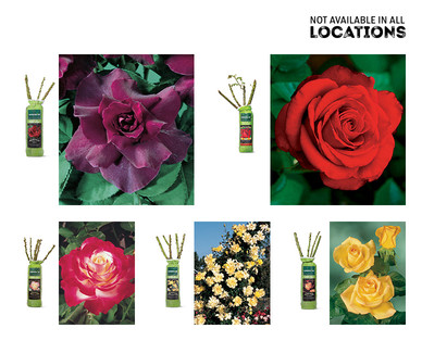 Gardenline Jumbo #1 Rose Bush