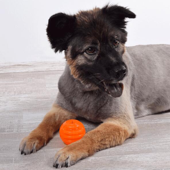 Tandverzorgend speelgoed voor honden