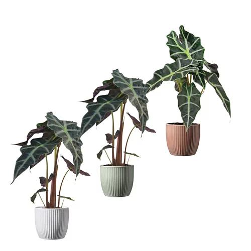 GARDENLINE Alocasia in vaso di ceramica