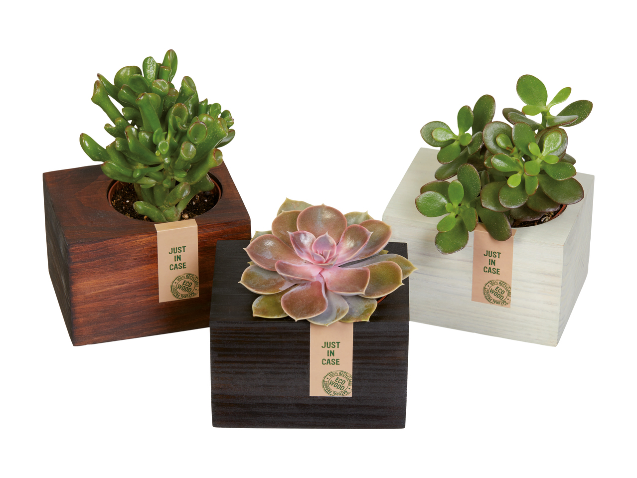 Succulentes dans un pot en bois