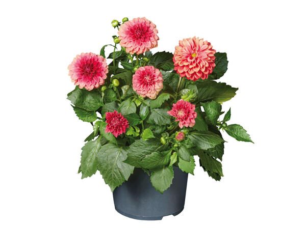 Dahlia ou zinnia
