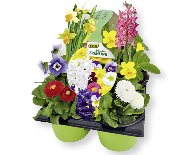 Printemps multicolore