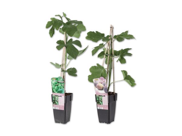 Ficus Carica (Feige)