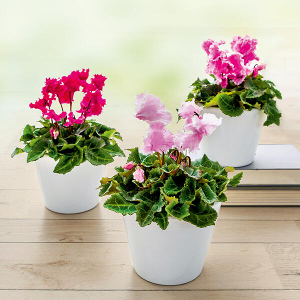 Mini-Blüten-Alpenveilchen