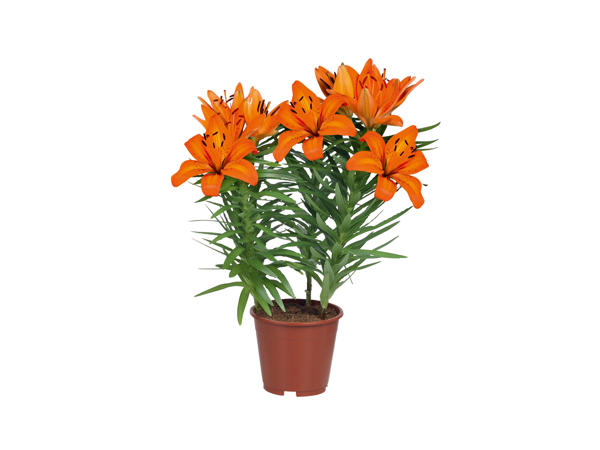 Asiatic Lilies1