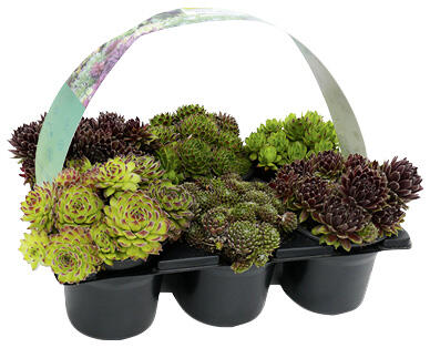 SEMPERVIVUM