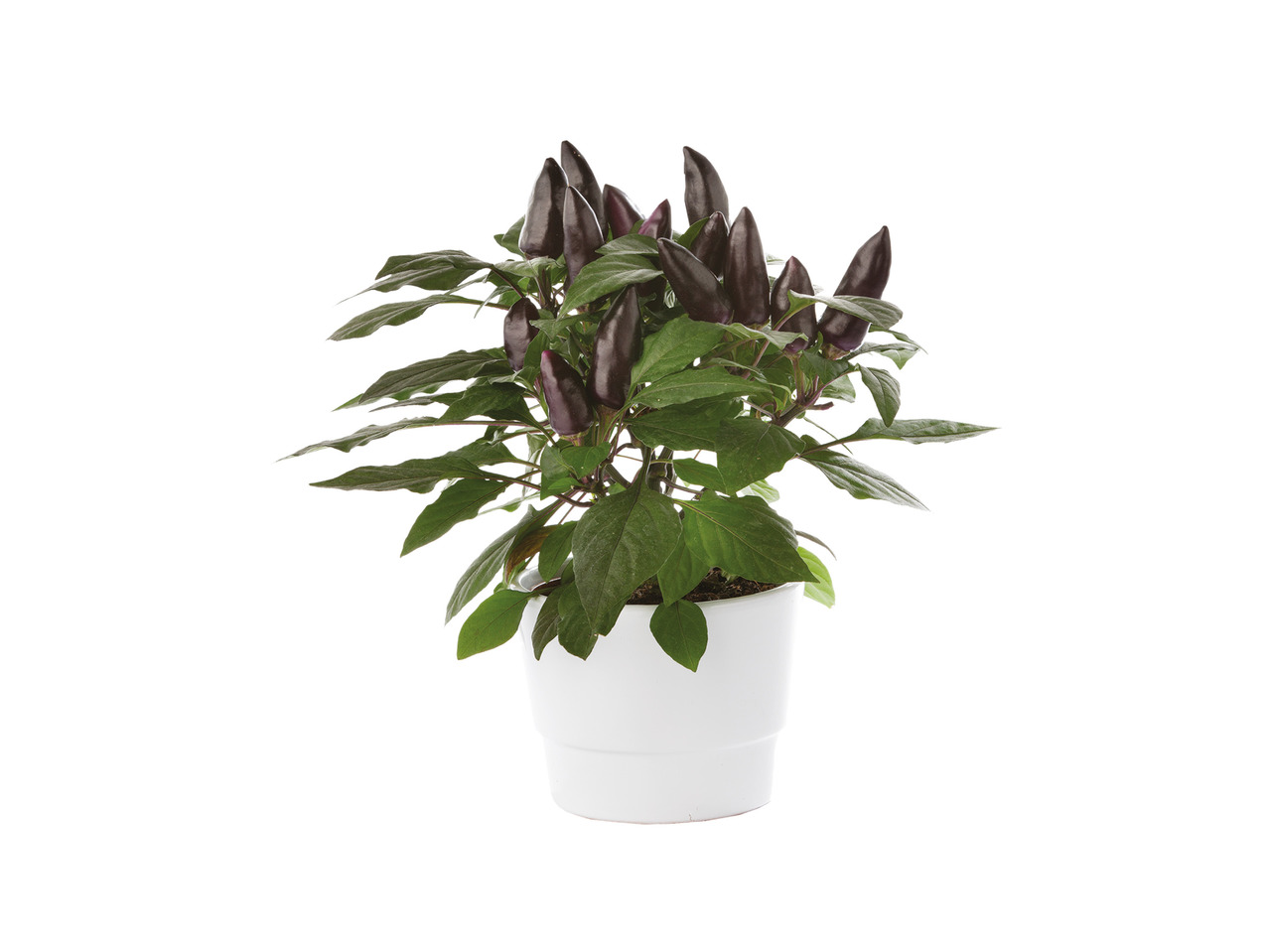 Chiliplante