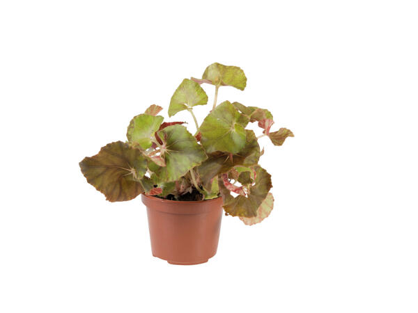 Bégonias Beleaf
