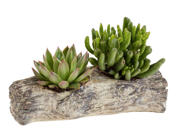 Succulent Wood Style