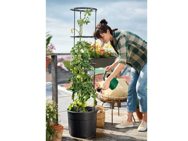 Tomato Planter