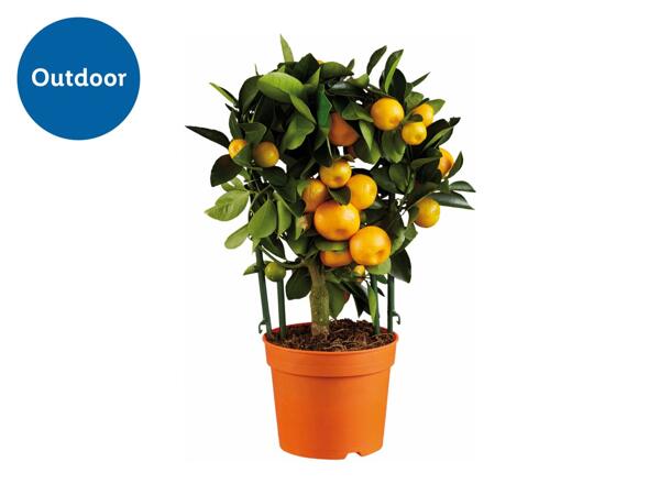 Mediterranean Citrus Plants