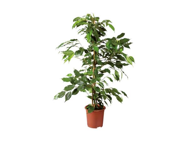 Medium Houseplant