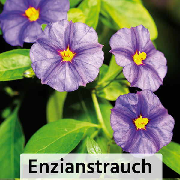 Mandevilla / Kübelpflanzen
