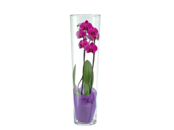 Orchidée Phalaenopsis dans un vase en verre