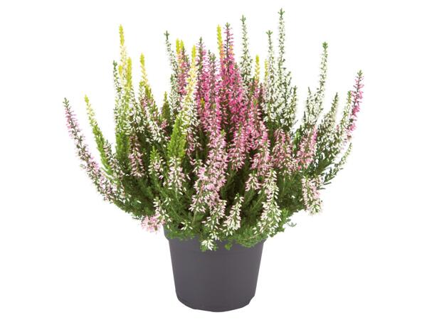 CALLUNA VULGARIS TRIO