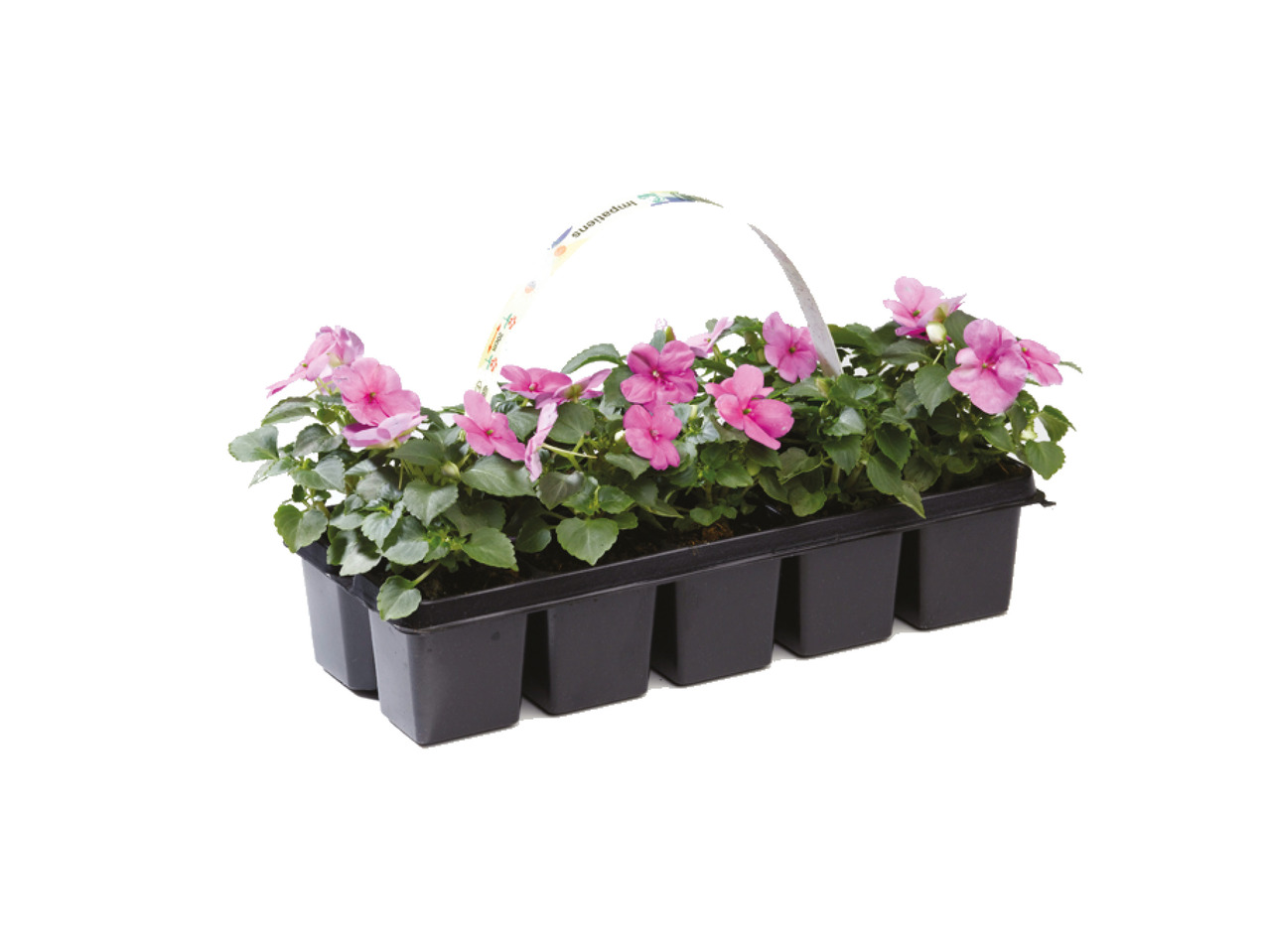 Danske bedplanter i 10'er bakke