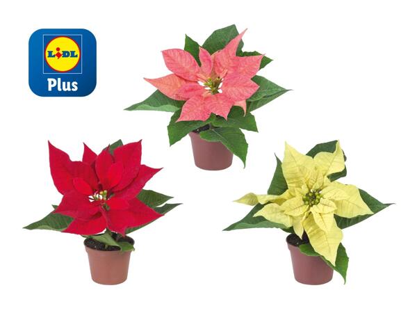 Poinsettia "Mini"