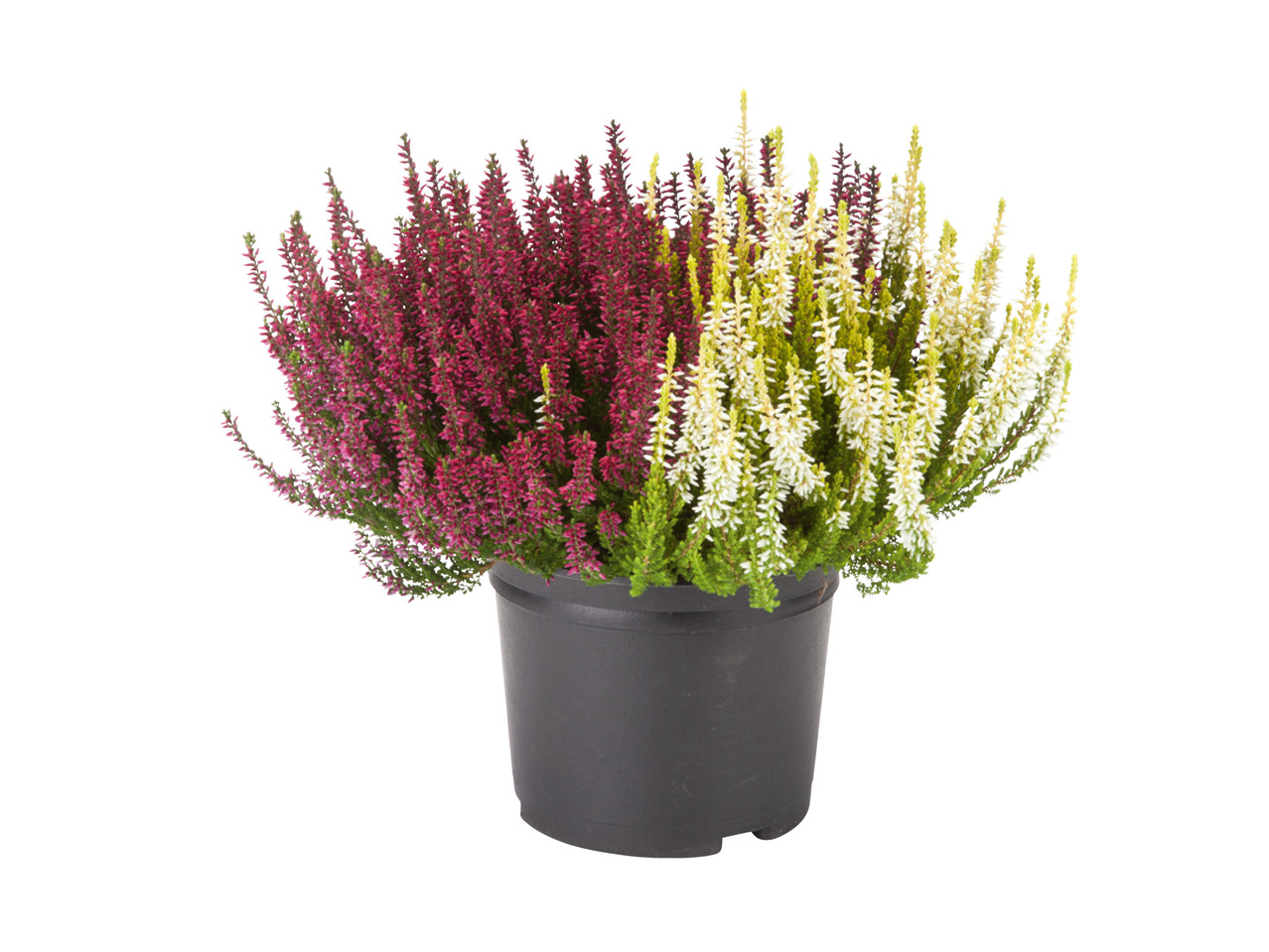 2-farvet Calluna Vulgaris