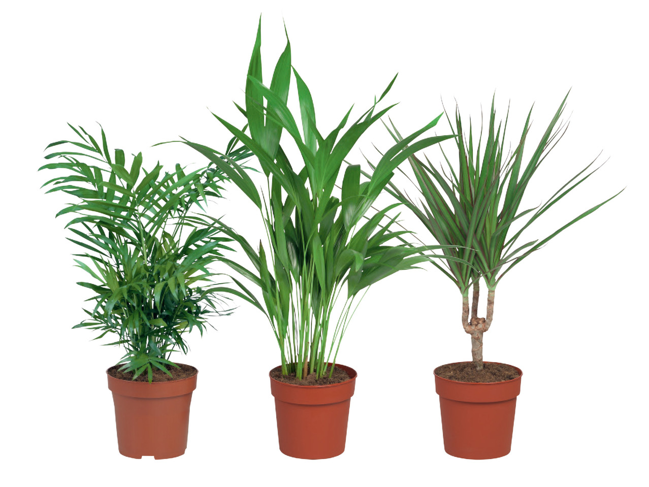 PALMMIX