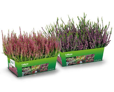 Calluna Vulgaris