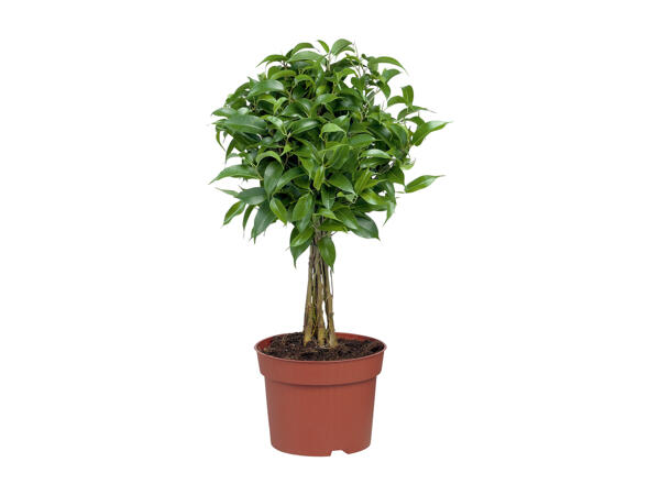Green or Flowering Plants