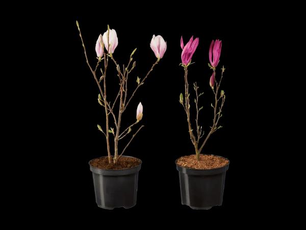 Magnolie