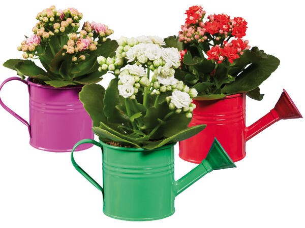 Kalanchoe in Gießkanne