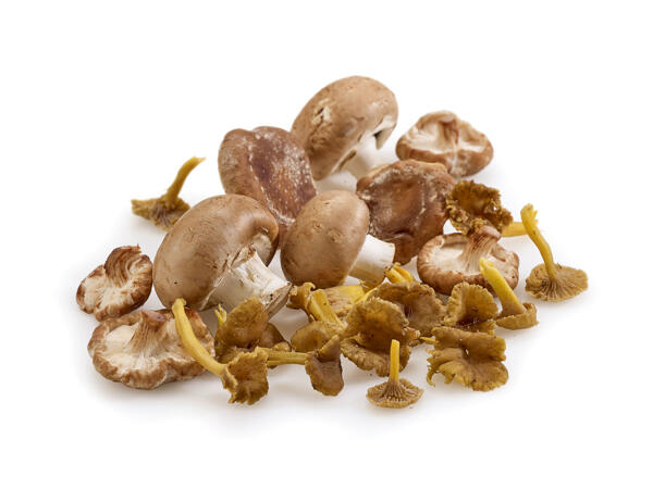 Mélange de champignons