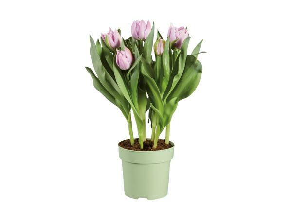 Blomstrende løgplanter