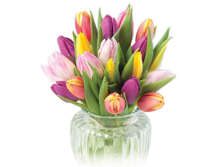 DELUXE Tulips