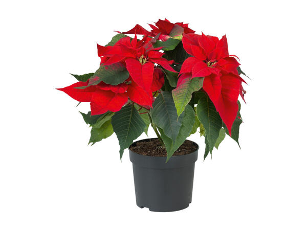 Poinsettia
