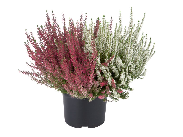 Dual Colour Heather